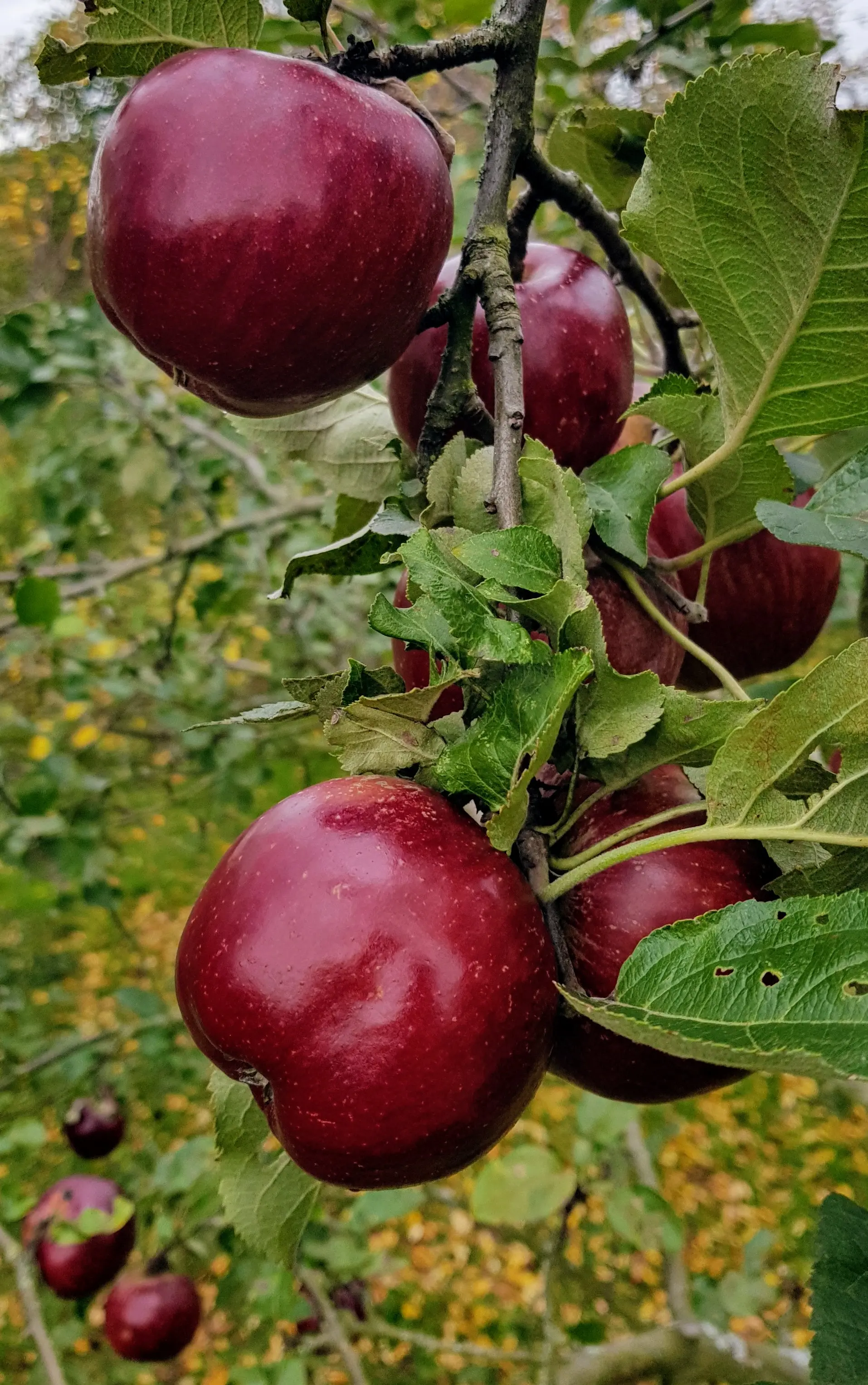 Steinobst