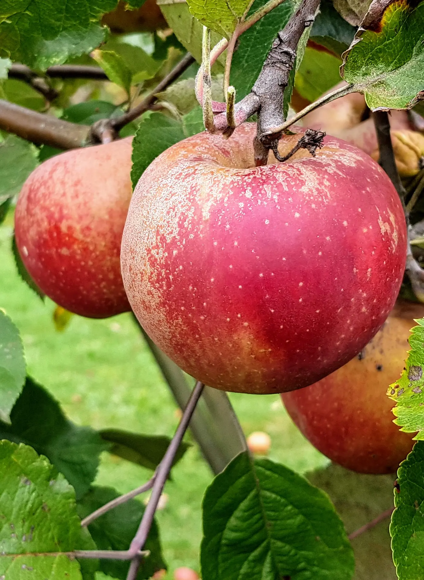 Äpfel & Birnen