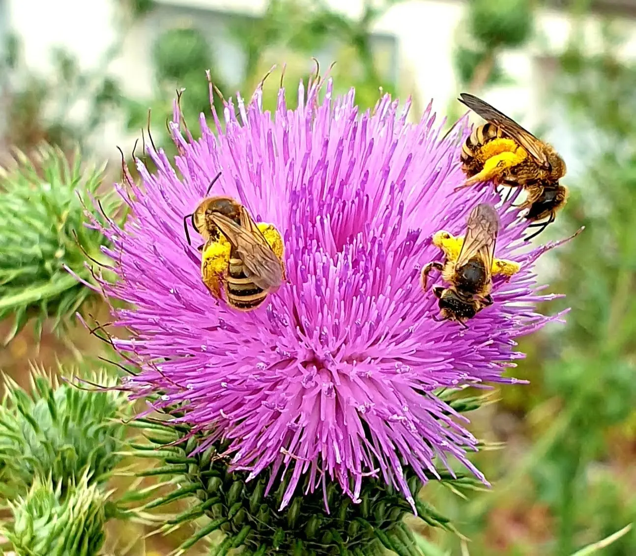Bienen sammeln Nektar auf einer Distelblüte