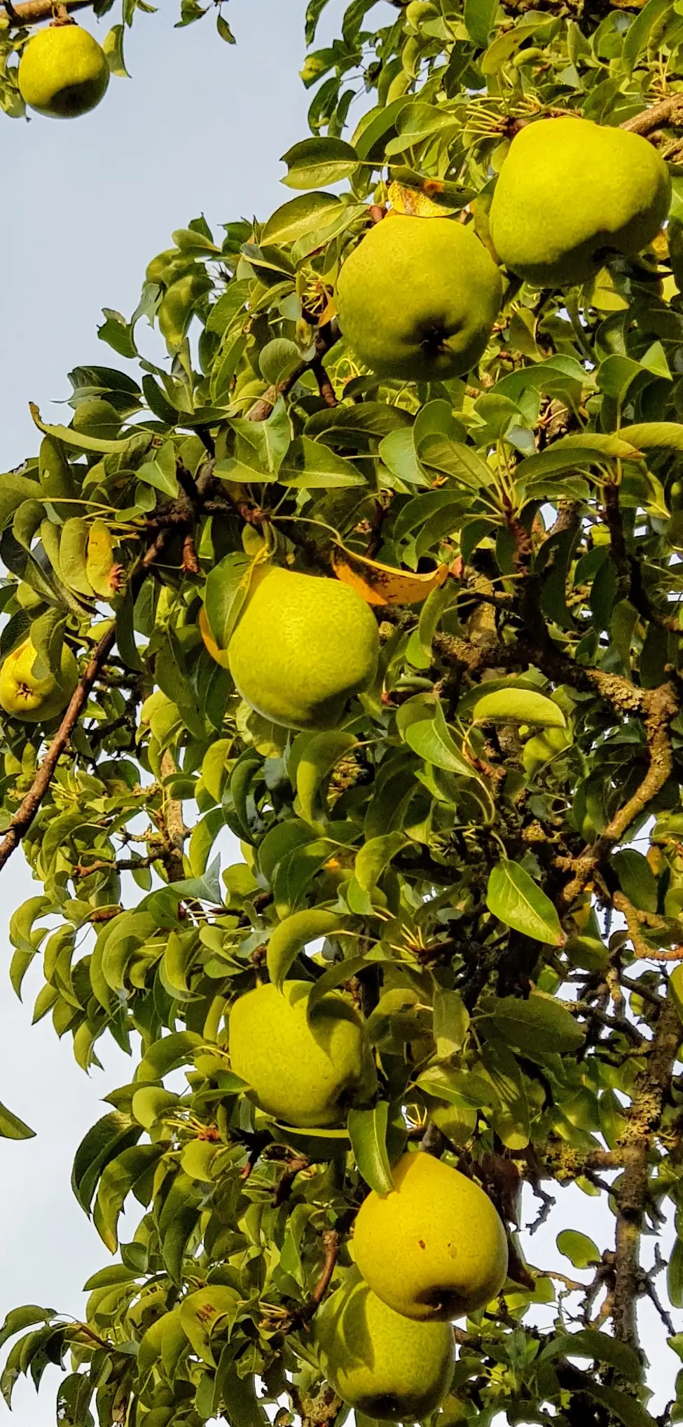Birnen