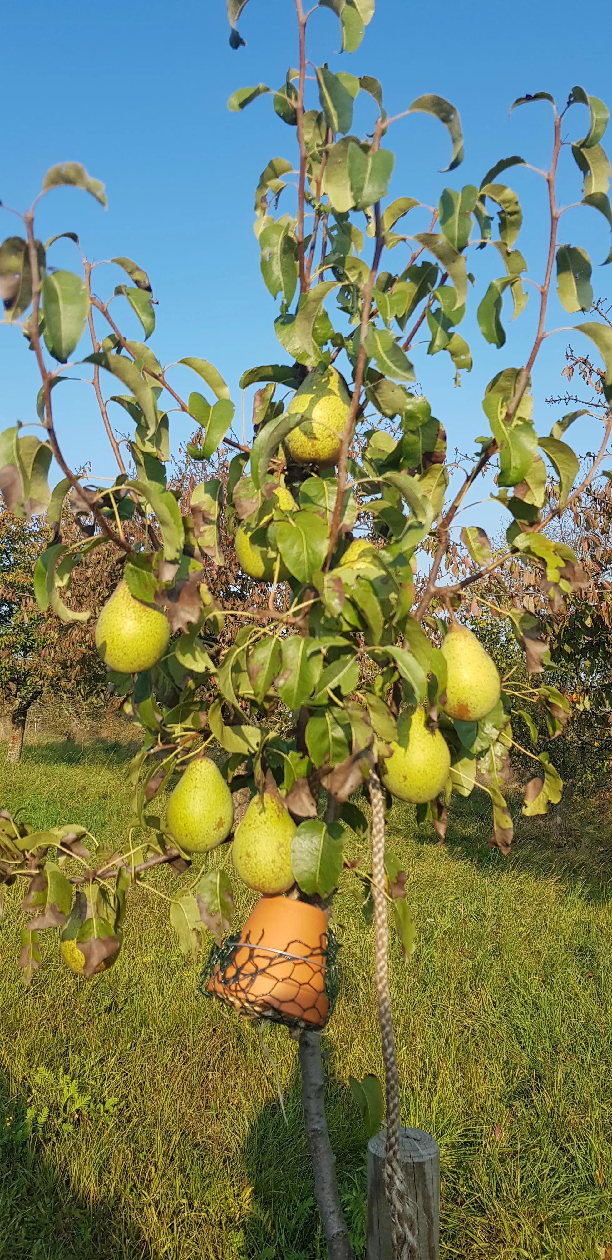 Birnenbaum auf der Streuobstwiese