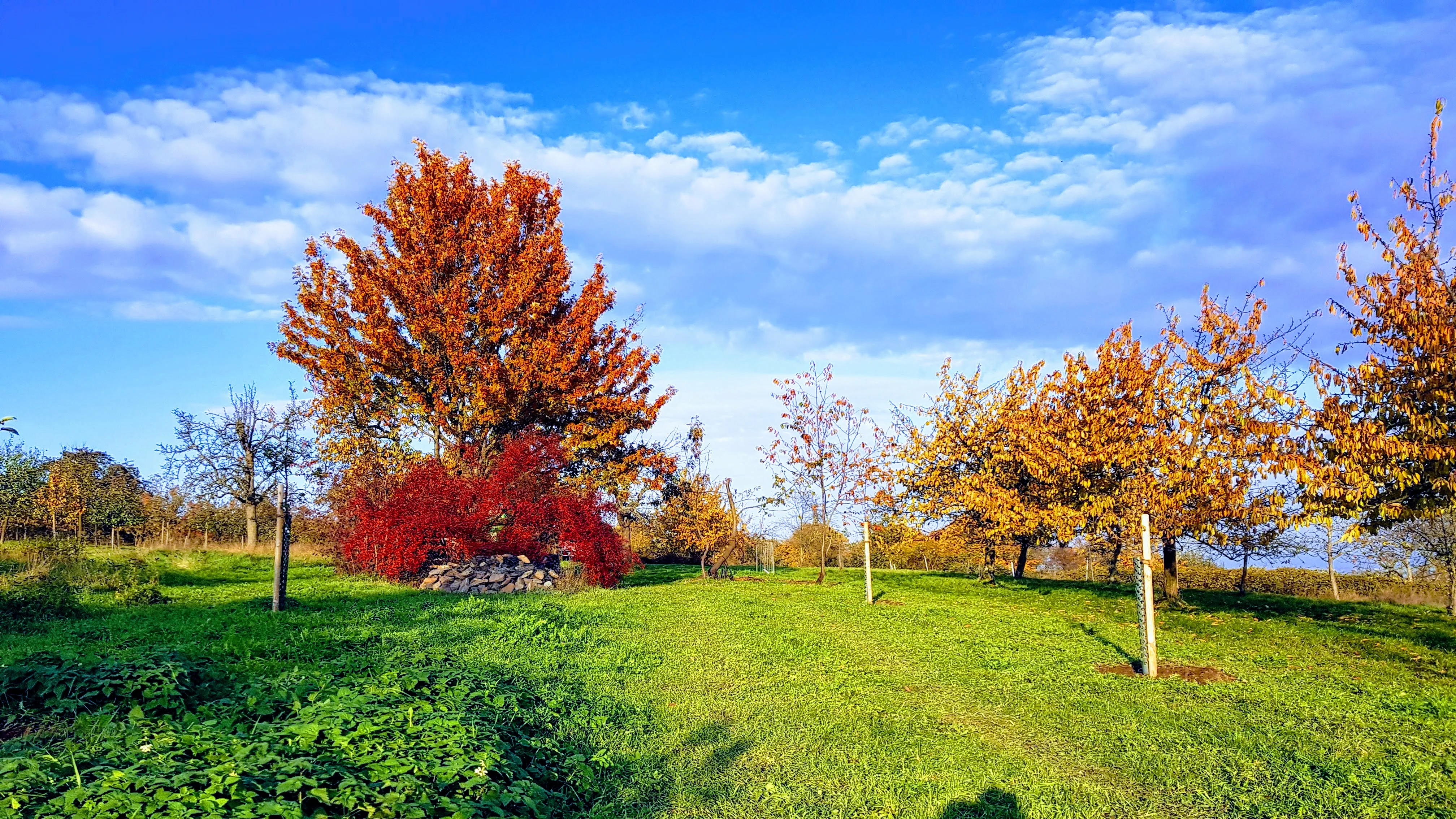 Streuobstwiese im Herbst